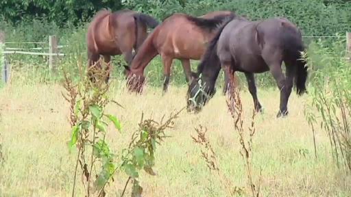 Gefährlicher Pferdevirus in Bad Bentheim nachgewiesen
