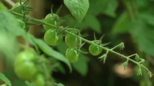 Der Gartentalk - Erfolgreiche Tomaten- und Rosenzucht