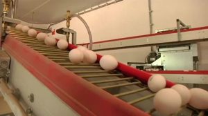 Insektizit Fipronil in zwei weiteren Grafschafter Betrieben nachgewiesen