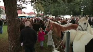 Viele Besucher auf Rheder Vieh- und Pferdemarkt
