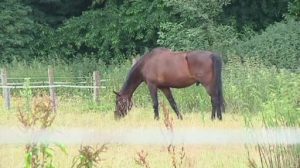 Landkreis hebt Bentheimer Pferdeseuche-Sperrbezirk auf