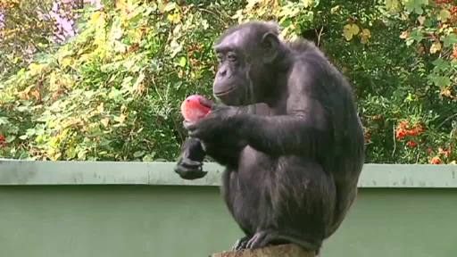 Scharfe Kritik an Schimpansenhaltung im Tierpark Nordhorn - zu Recht?