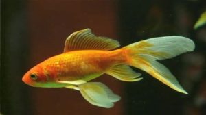 Das Lingener Goldfisch-Mysterium