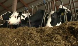 Salzbergener Milchviehbetrieb Brinker unter den besten Milcherzeugern Niedersachsens