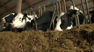 Salzbergener Milchviehbetrieb Brinker unter den besten Milcherzeugern Niedersachsens