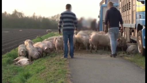 Schweinetransporter in Meppen verunglückt
