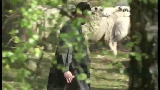 Schafauftrieb im Wachholderhain in Nordhorn