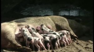 Viele Jungtiere im Tierpark Nordhorn