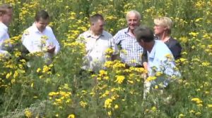 Wilfpflanzenmonitoring auf Praxisflächen in Niedersachsen