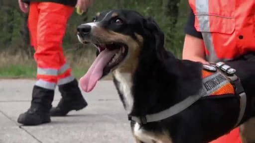 ev1.tv - der Talk: Training der BRH- Rettungshundestaffel Lingen/Emsland e.V.