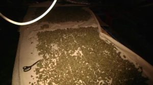Drogenplantage in Osterwald entdeckt
