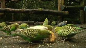 Vogel, Stachelschwein und Co - Inventur im Tierpark Nordhorn