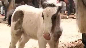 Über 300 Tiere beim Lingener Pferdemarkt
