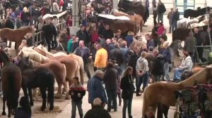 Lingener Pferdemarkt in der Kritik