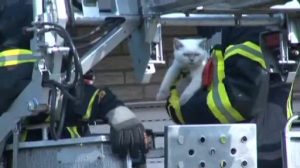 Feuerwehr rettet Katze "Lucy"