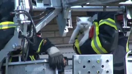 Feuerwehr rettet Katze 