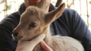 Nachwuchs im Tierpark: Steinböcke und Eselfohlen werden untersucht