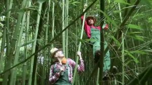 Der Gartentalk - Bambusgarten