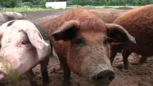 Schweine-Leasing auf dem Arends-Hof