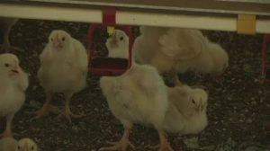 "Kiek in Box" bietet Einblicke in die Hühnermast