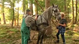 Bentheimer Wald wird mittelalterlich bewirtschaftet