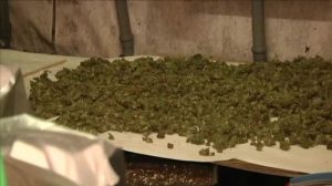 Urteil gegen Drogendealer