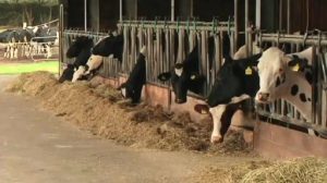 Kuh gut, alles gut - Ehrung für Rinderzüchter aus dem Emsland