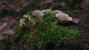 Pilze sammeln, aber richtig! - unterwegs mit einem Pilzsachverständigen