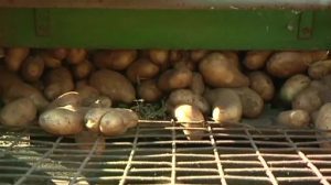 Knollen, Trecker und Co - Buntes Programm beim 6