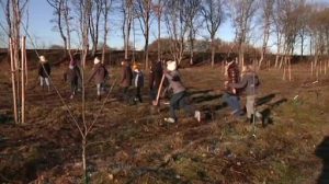 Streuobstwiese am Marianum wird weiter bepflanzt