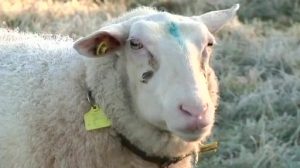 Schafdiebe treiben ihr Unwesen in der Region