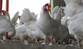 H5N8 bereitet Geflügelhaltern Sorgen