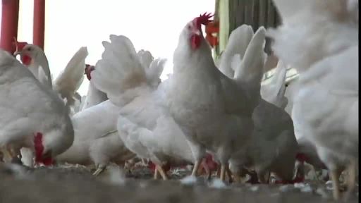 H5N8 bereitet Geflügelhaltern Sorgen