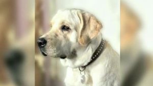 Gemeiner Hundediebstahl in Emlichheim