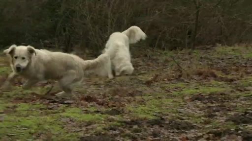 Hundehalter fordern in Nordhorn Spielplatz für ihre Vierbeiner
