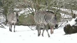 Winterzauber im Tierpark und harte Arbeit auf der Straße