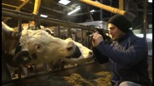 Muhender Netztipp: MyKuhTube