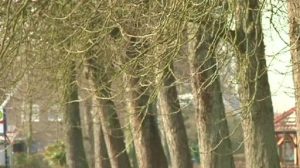 Gemeinde will in Ohne ein Dutzend Kastanienbäume fällen