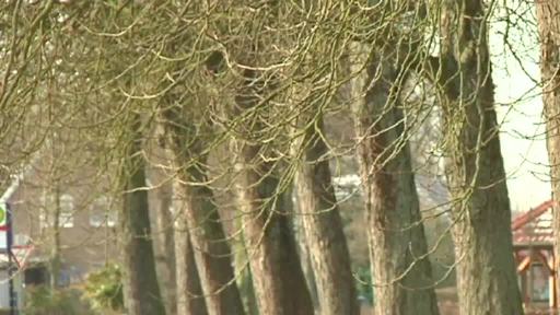 Gemeinde will in Ohne ein Dutzend Kastanienbäume fällen