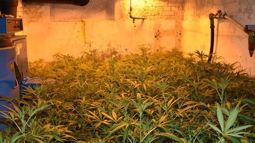 Zoll hebt Cannabisplantage aus