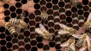 Imkerei soll durch Schulungszentrum in Haren gefördert werden