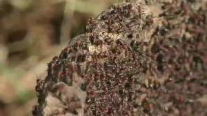 Ameisen werden in Emsbüren umgesiedelt