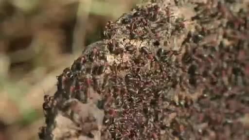 Ameisen werden in Emsbüren umgesiedelt