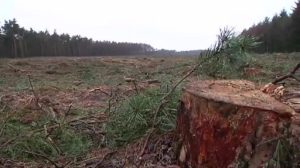 Kulturhistorische Heidelandschaft entsteht in Wachendorf