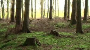 Standortsuche für Friedwald in Sögel
