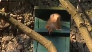 Eichhörnchen löst Feuerwehreinsatz aus