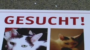 Vermisst: Füchtenfelderin sucht nach Katze "Flocke"
