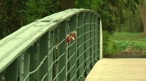 Leinpfadbrücke in Lingen erstrahlt in neuem Glanz