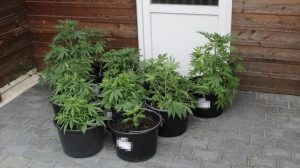 Marihuanapflanzen
