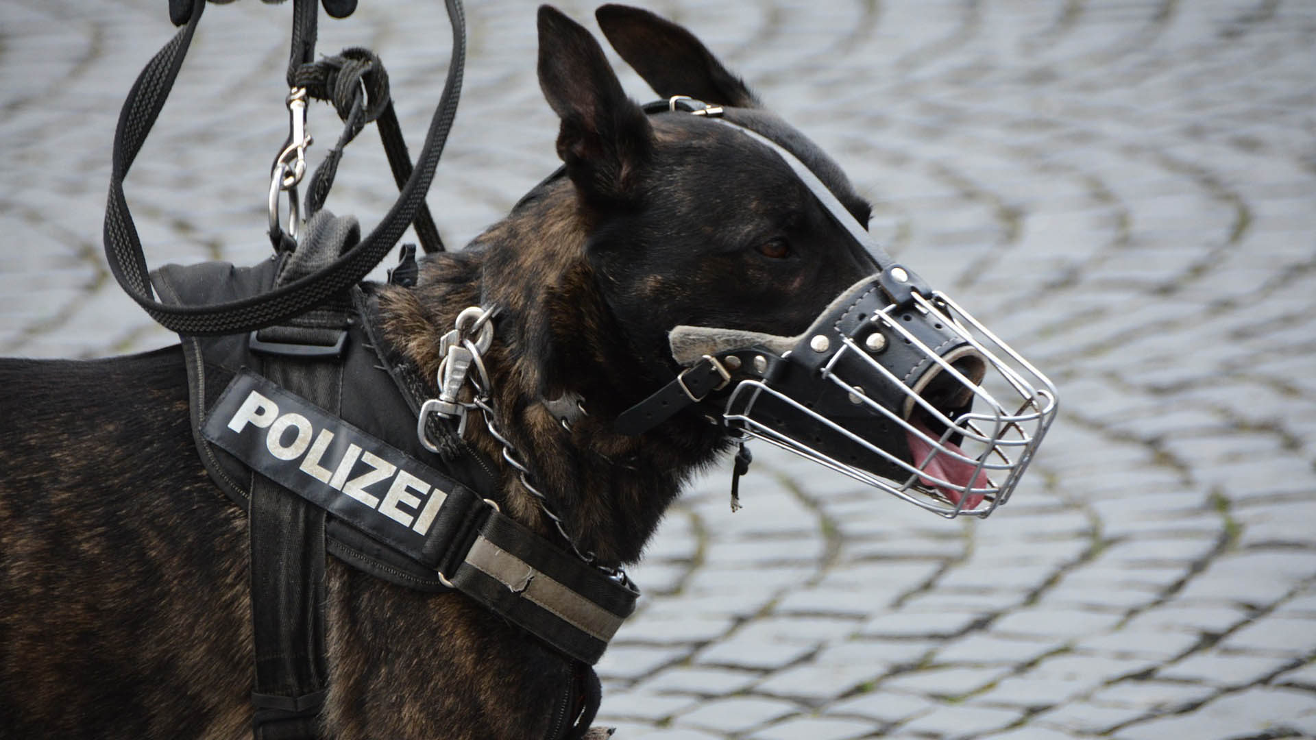 Polizeihhund